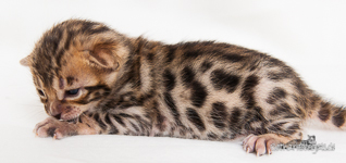 Bengal Kitten braun